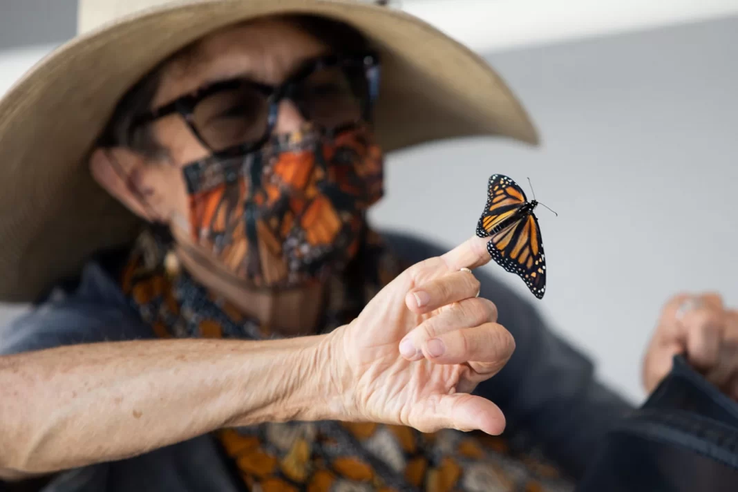 Far fewer monarch butterflies are migrating through Texas this spring