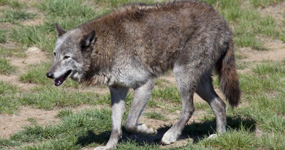 Senate approves pair of wolf management bills | Colorado