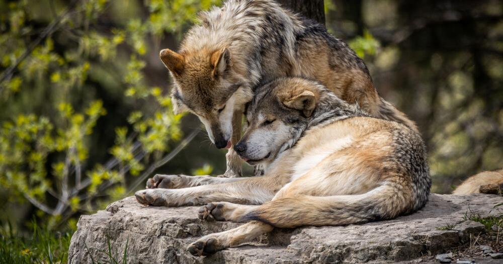 Federal legislation pays farmers for cattle killed by endangered wolf | Arizona