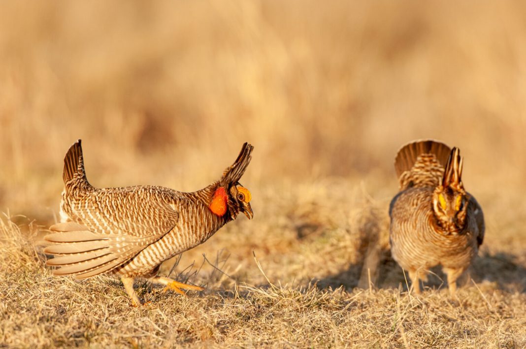 Biden rule protecting lesser prairie-chicken overturned by U.S. Senate