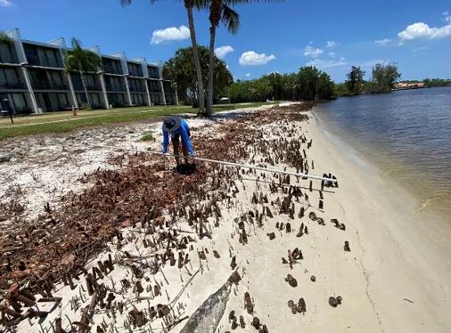 Mangrove massacre wipes out Florida angler’s joy