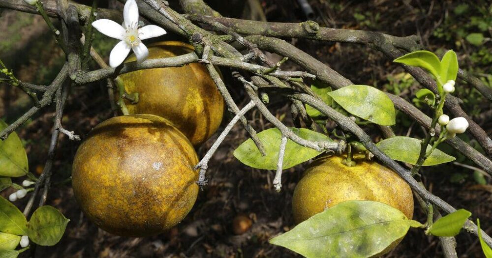 Report: Production from Florida's citrus industry fell in June | Florida