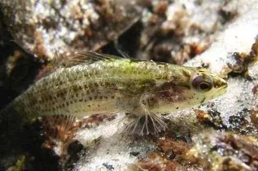 Rescue of Florida’s endangered Okaloosa darter is quite a fish tale