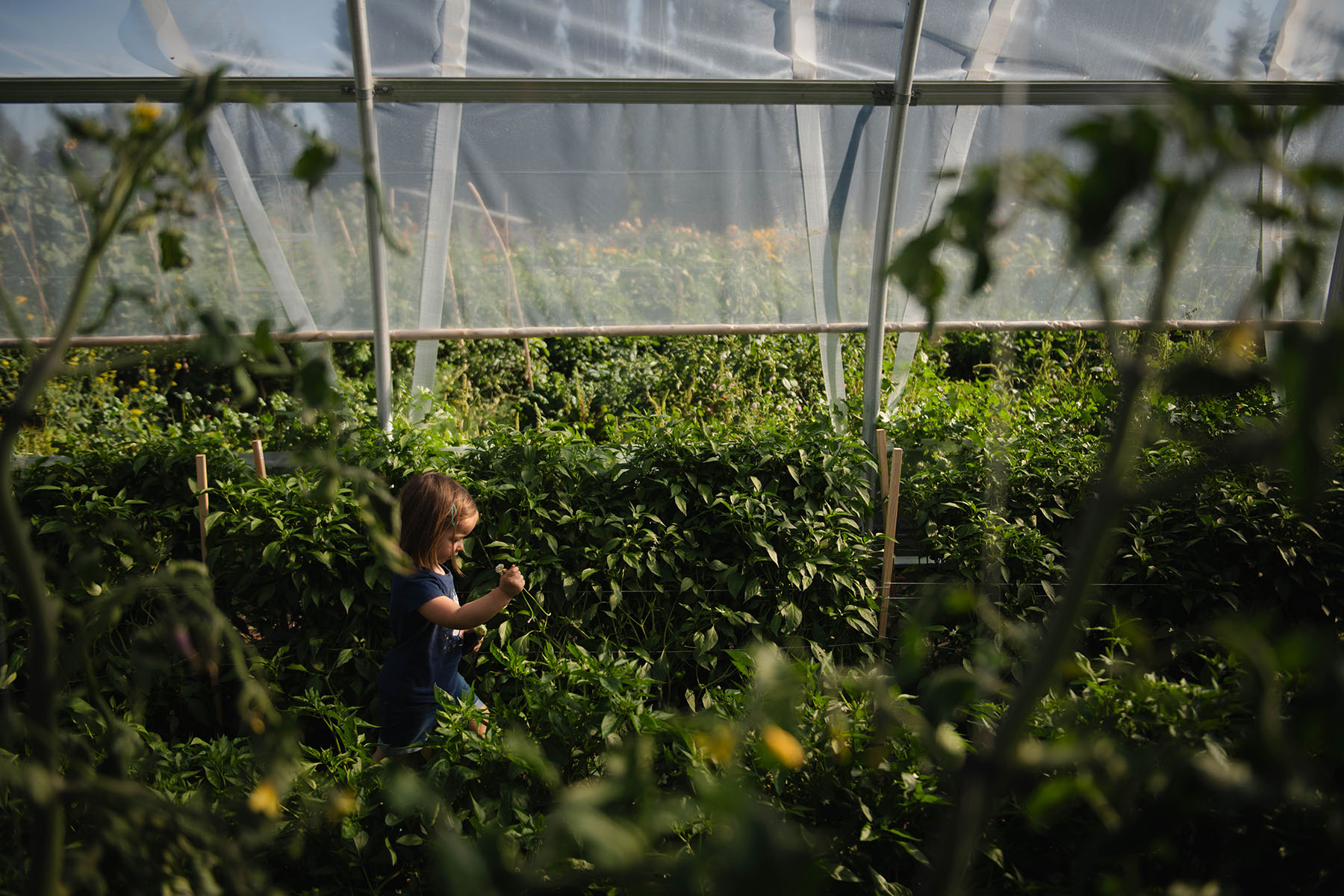 Ayla helps her parents harvest fruits and vegetables in their greenhouse.