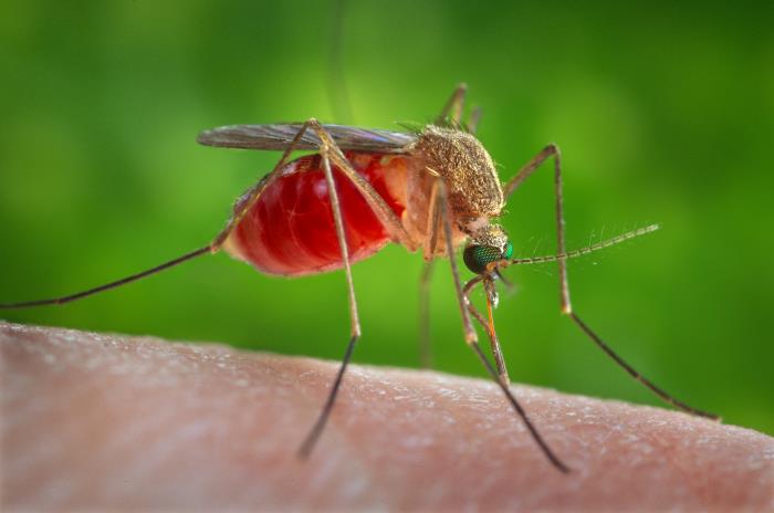 West Nile Virus spreads in Panhandle; Dengue emerges in central Florida