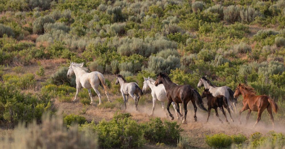Federal land managers removing all wild horses from area in northwestern Colorado | Colorado