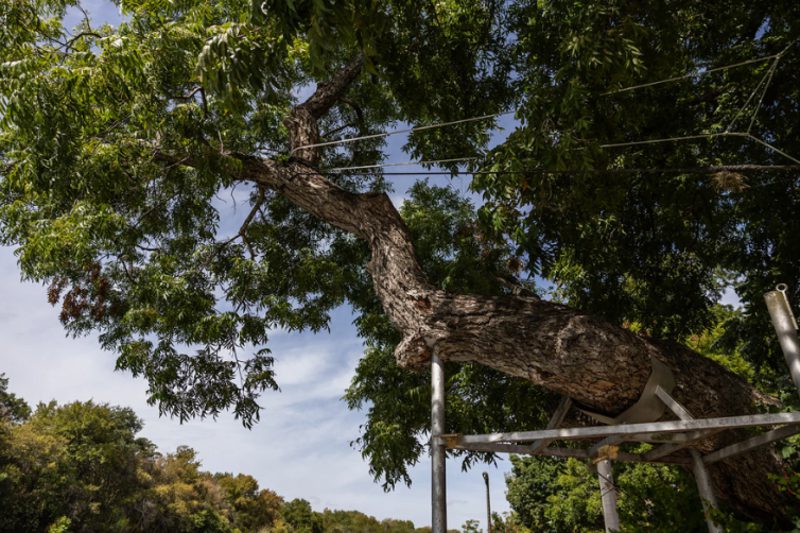 Austin delays removal of Flo, Barton Springs' century-old tree