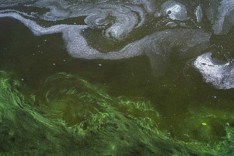 Using chemicals to treat Florida’s algae bloom problem is like taking aspirin for a brain tumor