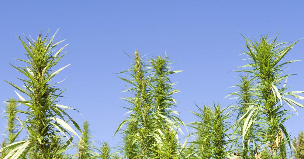 Lawmakers discuss possible benefits of hemp production to rural Oklahoma | Oklahoma