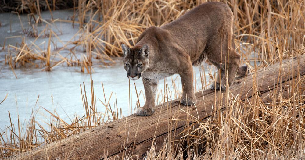 Group trying to get mountain lion hunting ban on Colorado's ballot | Colorado