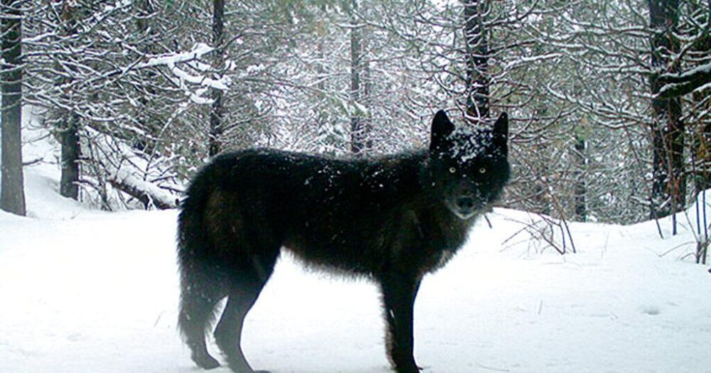 Colorado to capture, transport wolves from Oregon for reintroduction by year end | Colorado