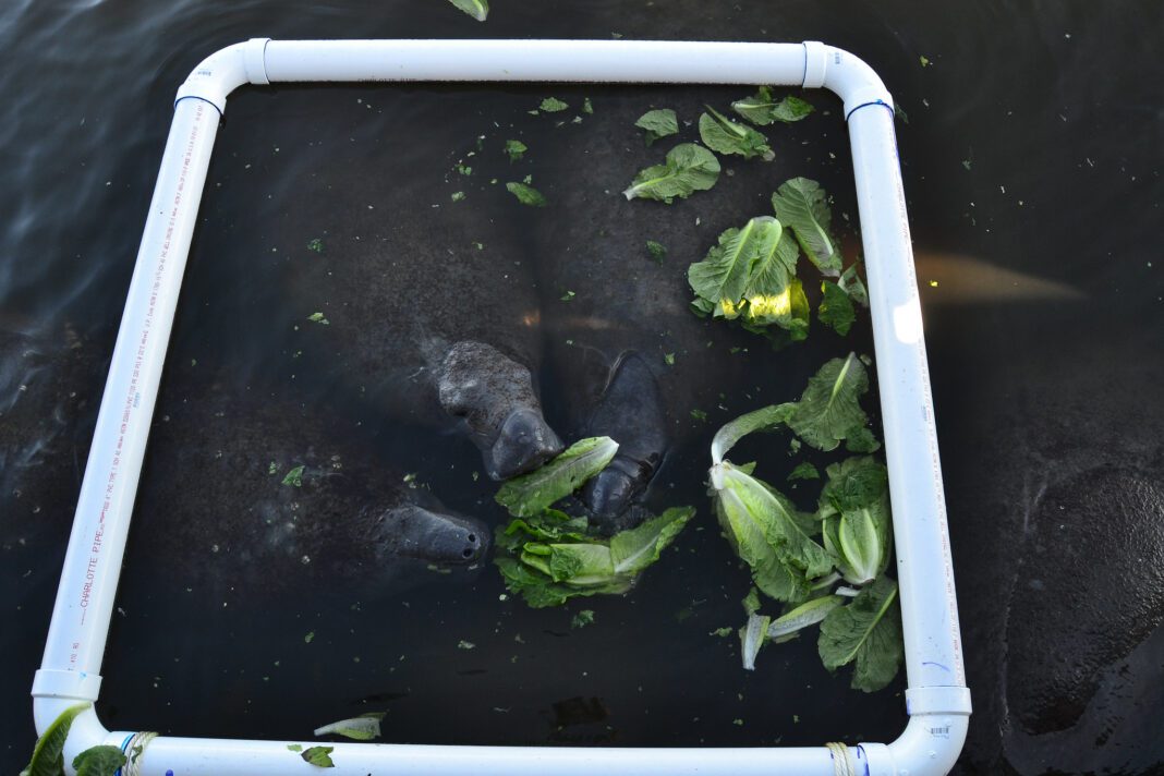 Time for feds to admit they screwed up classifying Florida’s manatees as less than endangered