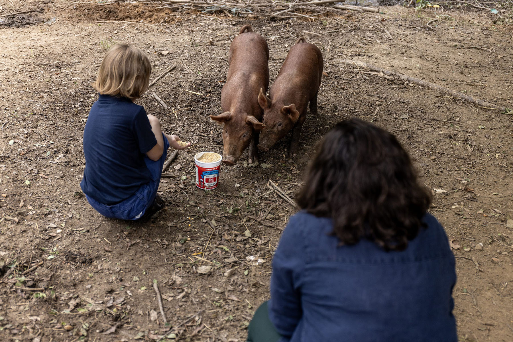 One of the Bauman children feeds the hogs as Marie watches.