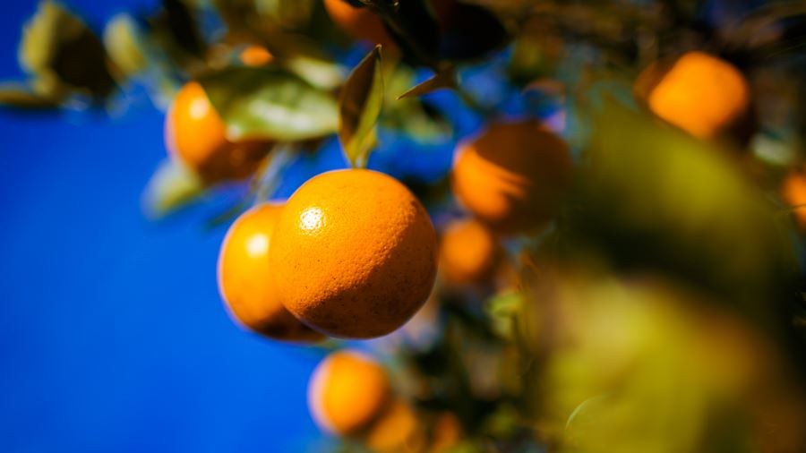 U.S Department of Agriculture report projects rebound after record-low orange production in FL