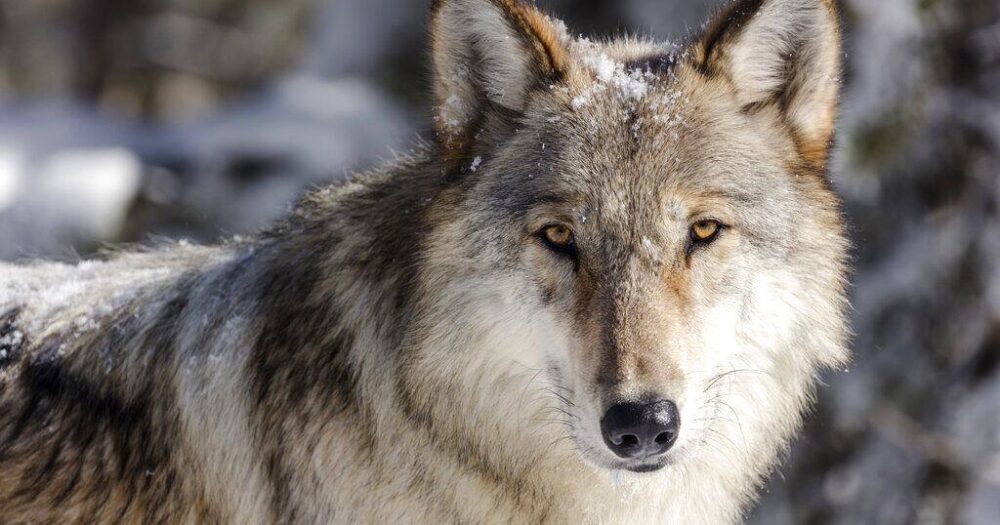 Federal agency approves Colorado's gray wolf designation request | Colorado