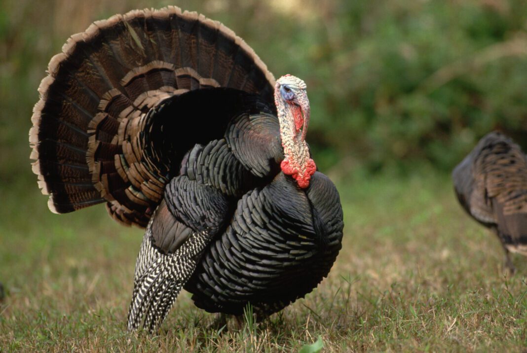 Georgia’s wild turkeys were once considered a conservation success but now are in decline