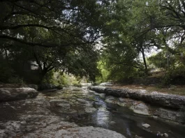 Leaking city pipes appear to be drought-proofing some Austin trees